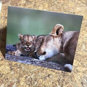 Lion and Baby Cub Blank Folded Note Cards with White Envelopes Set of 10 NEW